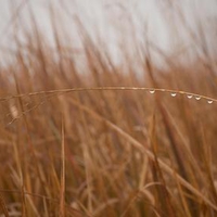 Dew on high grass
