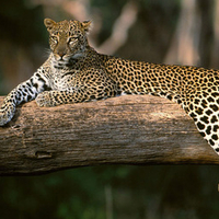 African_Leopard