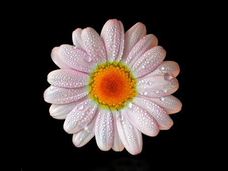 Wet Flower - picture, wet, flower, beautiful