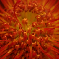 Red and orange flower