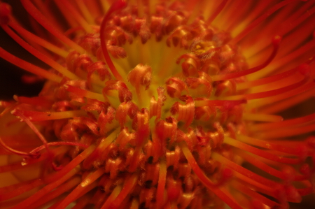 Red and orange flower - flower, orange, red, close up