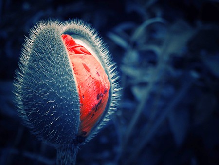 Red and Blue - picture, red, blue, beautiful, flower