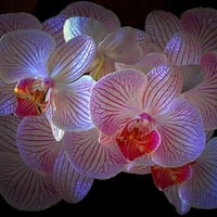 Beautiful Orchids