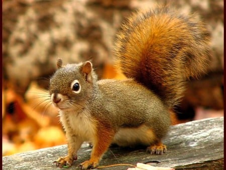 Brown Squirrel - cute, picture, squirrel, brown