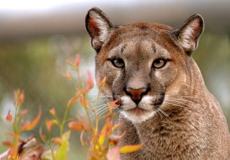 Big Cat - picture, big, cat, beautiful