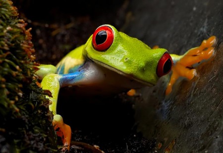 Green Frog - cute, picture, green, frog