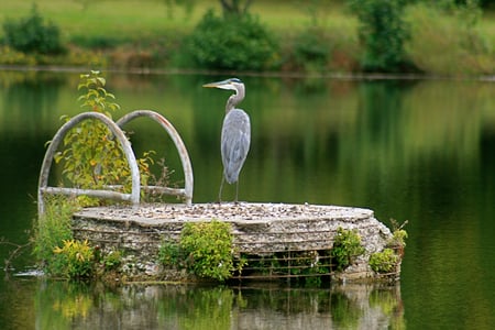 Blue heron - bird, river, water, nature, green, blue heron