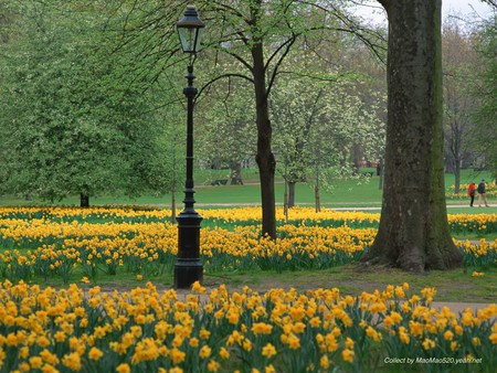 Spring in Park - trees, beautiful, yellow daffodils, lamplighter, grass, park