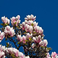 Magnolia flowers