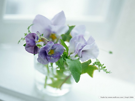 pansys - window, glas vase, beautiful, water, blue pansys, flowers