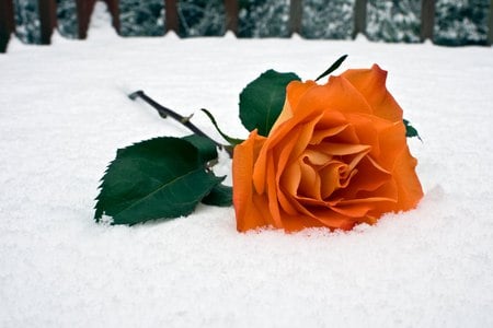 rose for nine55rose - snow, winter, orange, frozen, friendship, rose, flower