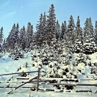 Mountain Forest In Romania