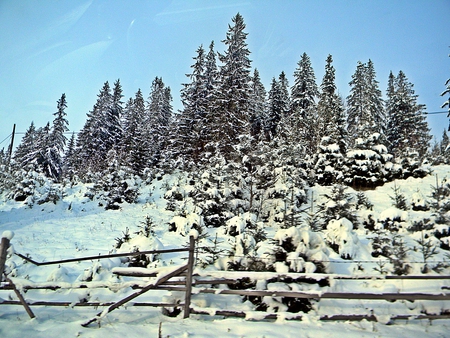 Mountain Forest In Romania