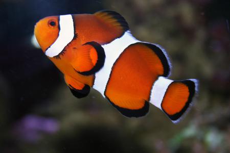 Clown Fish - animal, fish, water, clown fish