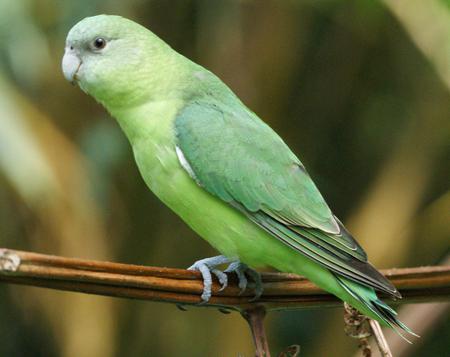 Parrot - animal, green, bird, parrot