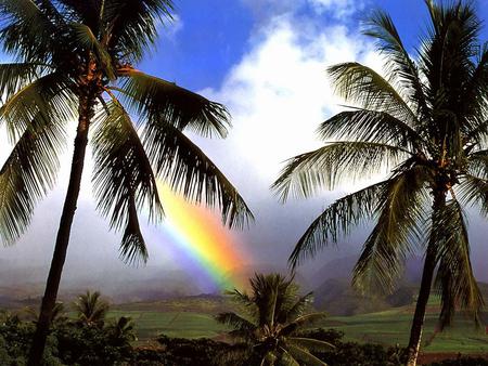 Sunset - palms, nature, sky, sunset