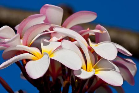 Flowers - flowers, petals, pink, nature