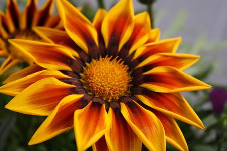 Flowers - petals, flowers, orange, yellow, nature