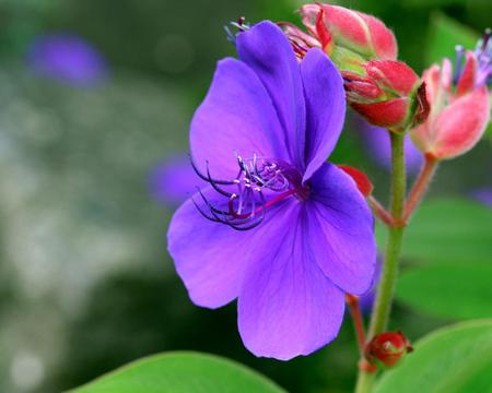 Flower - leaves, flower, purple, nature