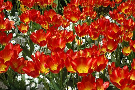 Flowers - flowers, orange, yellow, nature