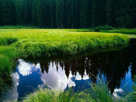 Reflection - sky, reflection, trees, nature, grass