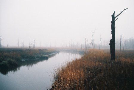 Lonely Tree - fog, tree, photography, river