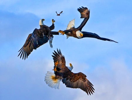 Sky wars - blue, prey, eagles, fighting, hunters, sky