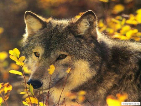 wolf - animal, wolf, wolve, wild