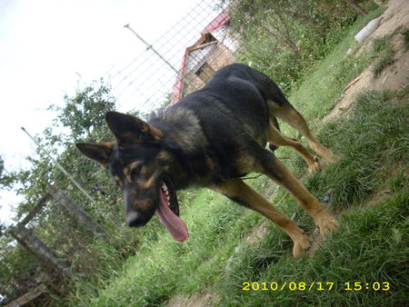 My dog - beautifull, dogs, big, wolf-dog, cute