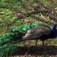 peacock