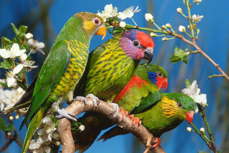 parrots - 1, 4, 3, 2, cute