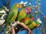 parrots