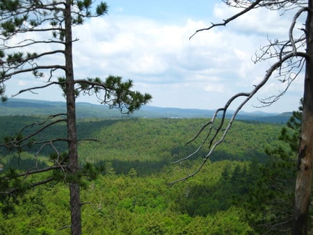 Amongst the Forest - trees, green, photography, forest, lookout, sky