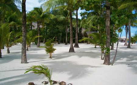 Tropical Sands - beach, tropical, bora bora, paradise