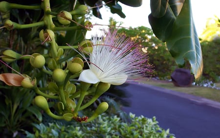 Mimosa - tropical, bora bora, beach, paradise, tahiti