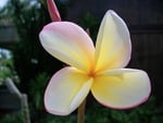 Plumeria (Frangipani)