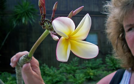 Frangipani (Plumeria) - beach, bora bora, paradise, tropical, tahiti