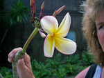 Frangipani (Plumeria)