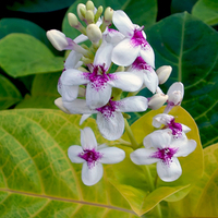 Orchids at Bora Bora