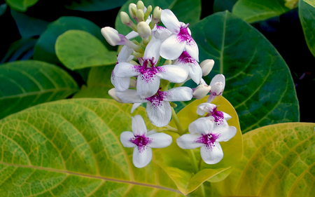 Orchids at Bora Bora - tropical, bora bora, beach, paradise, tahiti