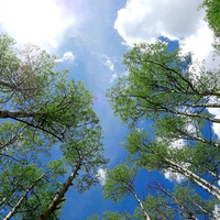 Trees in Telluride, Colorado