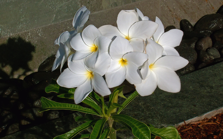 Tahiti Flowers - tropical, bora bora, beach, paradise, tahiti