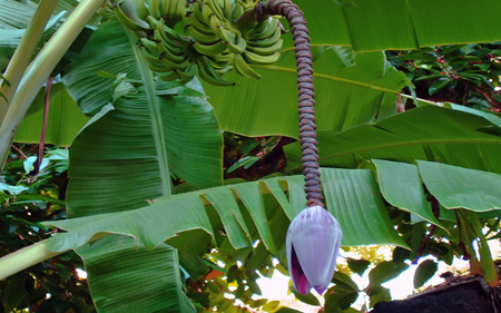 Banana Flower - beach, bora bora, paradise, tropical, tahiti