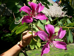 Large Flowers