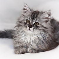 little kitty for my friend efteLya