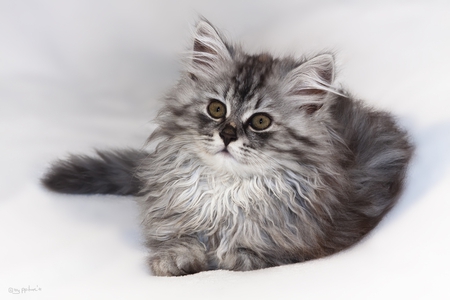 little kitty for my friend efteLya - grey longhair, beautiful, little, sitting, cat, kitty