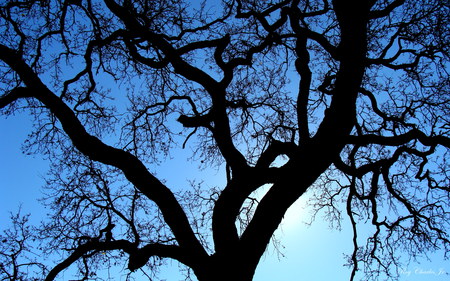 Thousand Oak - oak tree, tree, oak, thousand oaks