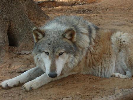 The Wolf Gracie - animal, nature, wolf, gracie, dog, three