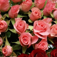 Beautiful roses