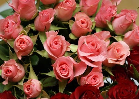 Beautiful roses - red, roses, pink, beauty, flowers, bouquet